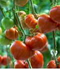 Tomate "Cuor di bue", Biologisches Saatgut von Minigarden