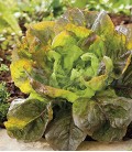 Salat "Maravilla de Verano", Biologisches Saatgut von Minigarden
