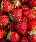 Erdbeeren, Samen von Minigarden