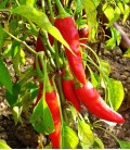 Chilli-Pfeffer "De Cayenne", Biologisches Saatgut von Minigarden